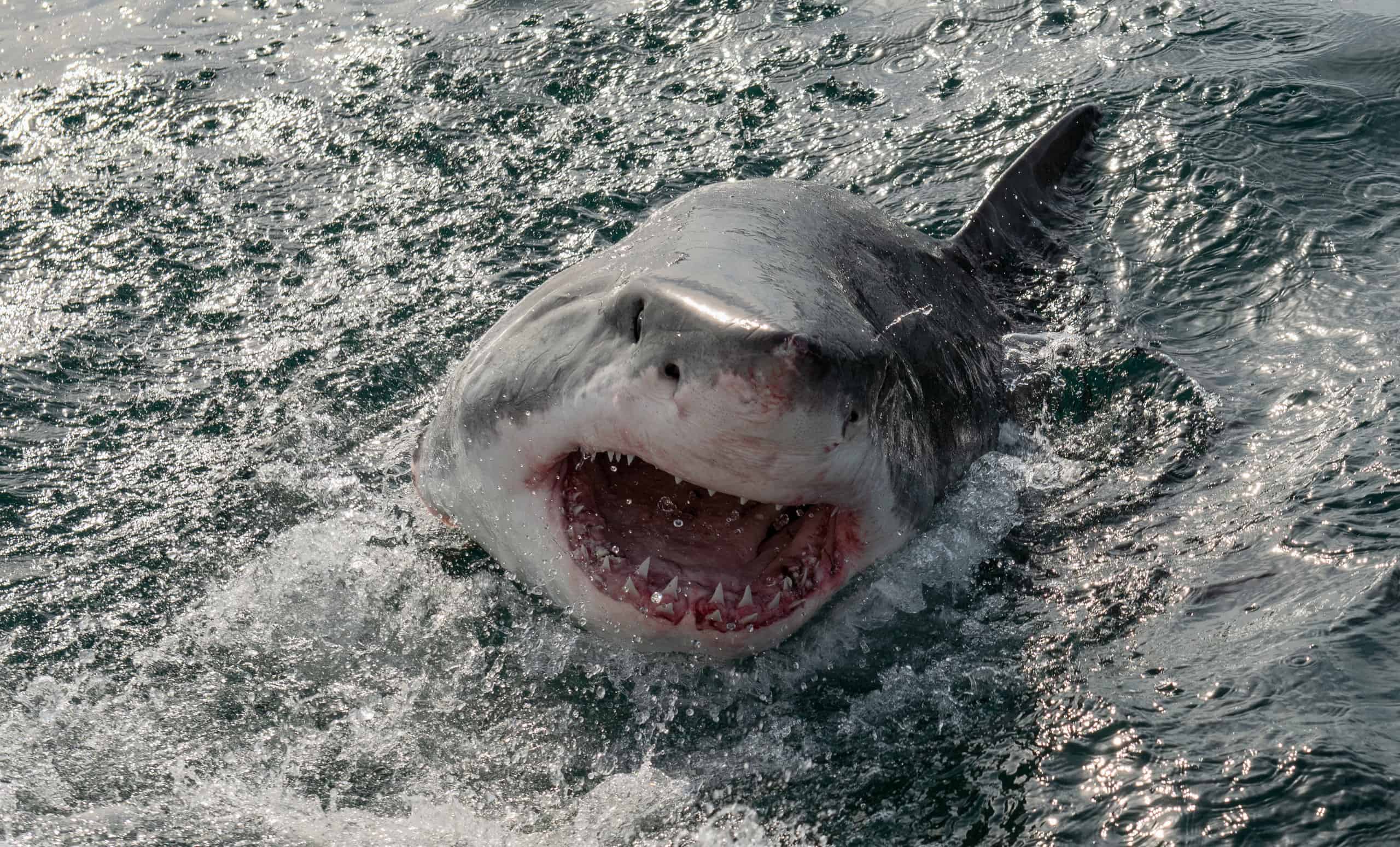 The Deadliest Shark Attack Ever Recorded
