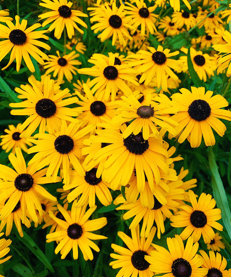 When to plant blackeyed Susan seeds expert flower growers reveal