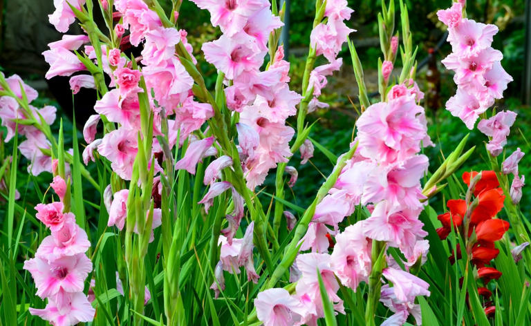 How to Grow Gladiolus in Your Home Landscape