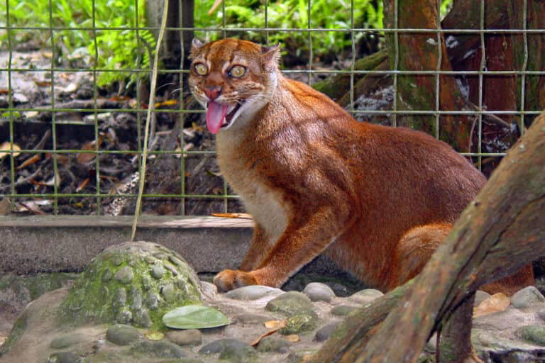 On the trail of Borneo’s bay cat, one of the world’s most mysterious ...