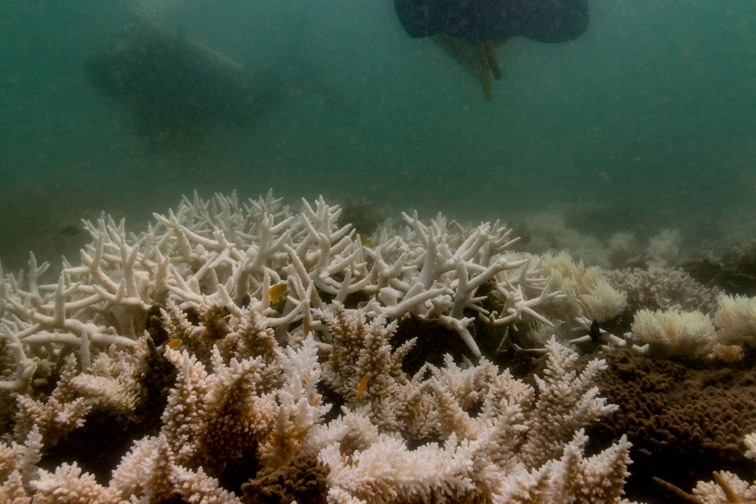 forskere i usa: verden oplever igen koralblegning