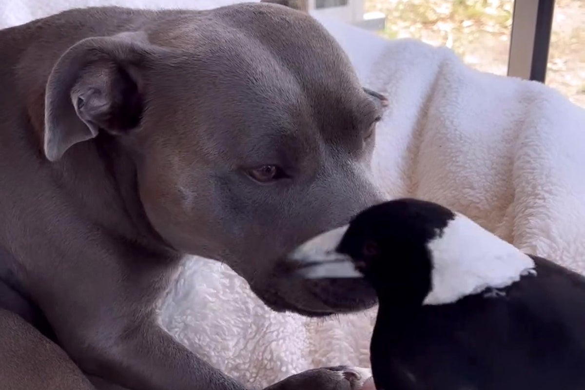 molly the magpie reunited with ‘best friend’ staffordshire terrier after being seized by wildlife authorities