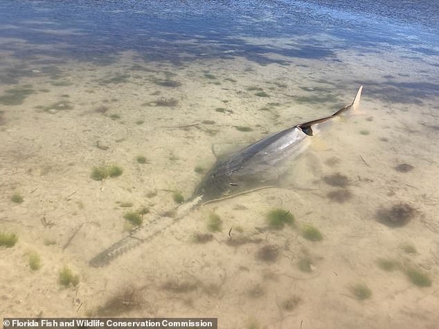 six rare sawfish deaths in 7 days have scientists baffled
