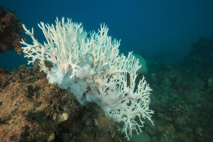 ‘o maior já registrado’: o que é o branqueamento de corais, que deve afetar área recorde