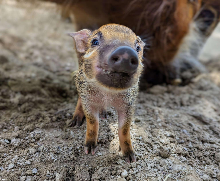 Just in time for Mother’s Day, you have to see the adorable Red River Hog piglet that was just welcomed at Disney’s Animal Kingdom Lodge. Whether riding through the safari on Kilimanjaro Safaris in Disney’s Animal Kingdom or taking in the sights at Disney’s Animal Kingdom Lodge, it’s an incredible experience to take in the […]