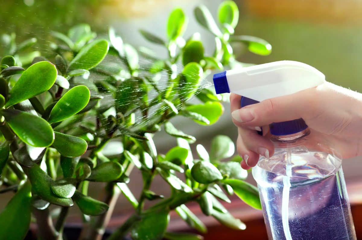 cómo preparar insecticida casero con laurel para cuidar tus plantas