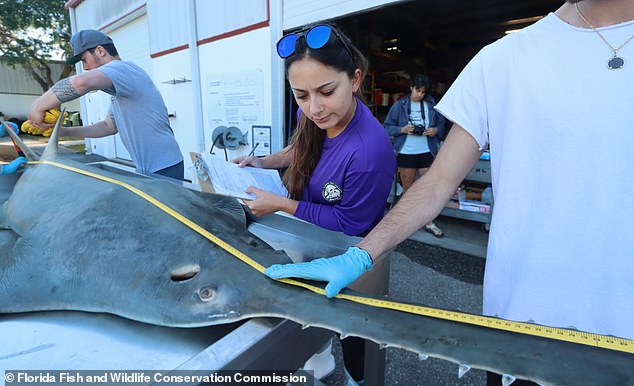 six rare sawfish deaths in 7 days have scientists baffled
