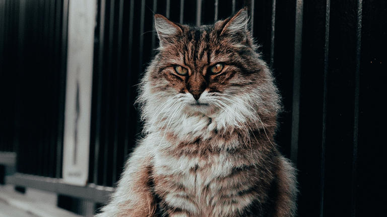 Gato siberiano: características, personalidad y curiosidades que quizá ...
