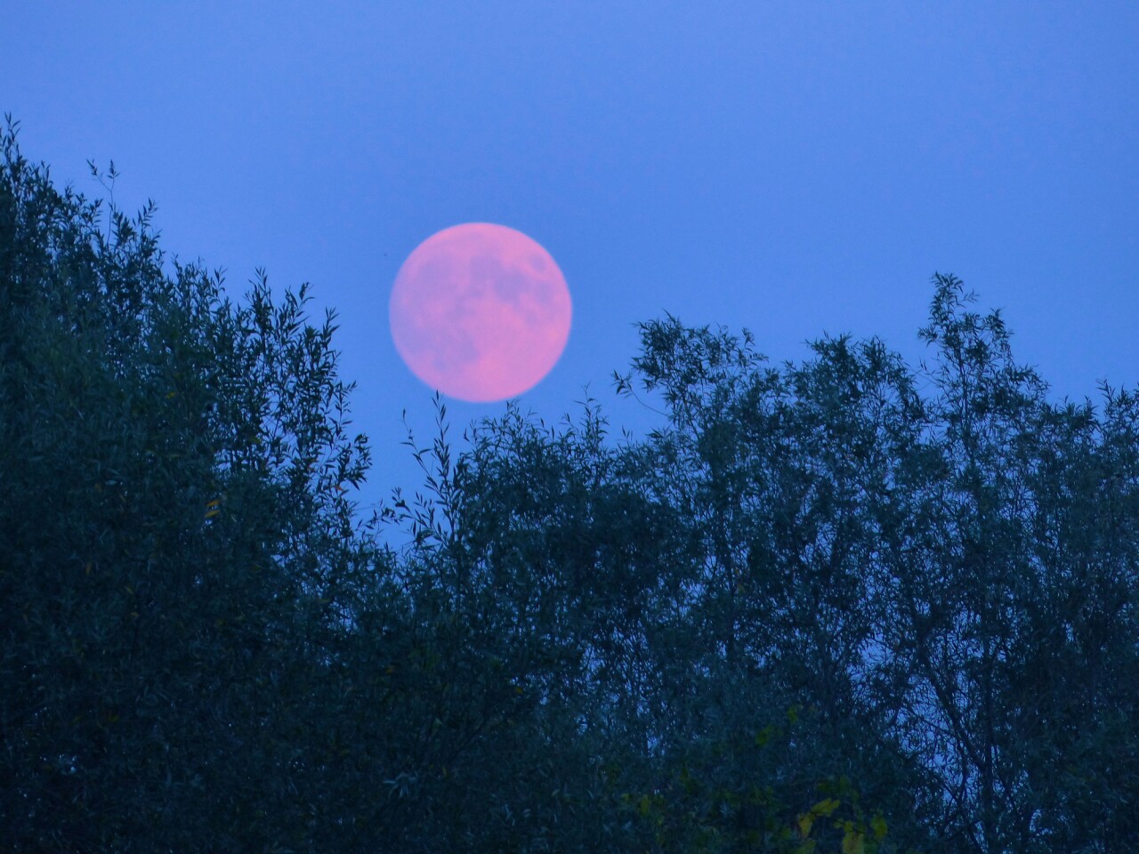 ¿qué es la luna rosa y por qué pasa en abril?