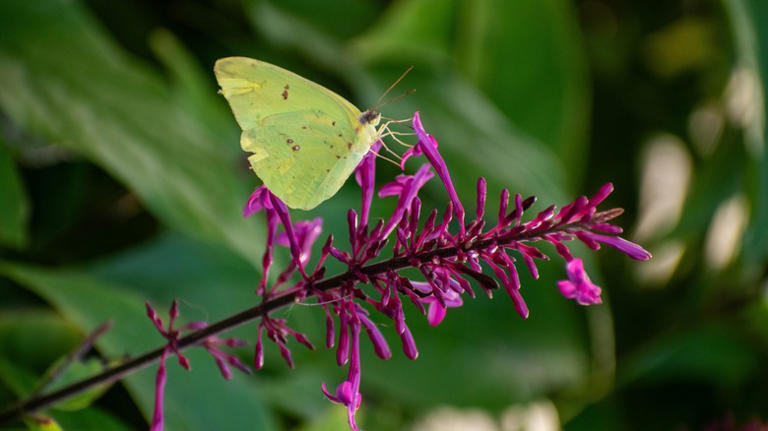 The Purple Flowering Shrub Hummingbirds, Butterflies & Bees Can't Get ...