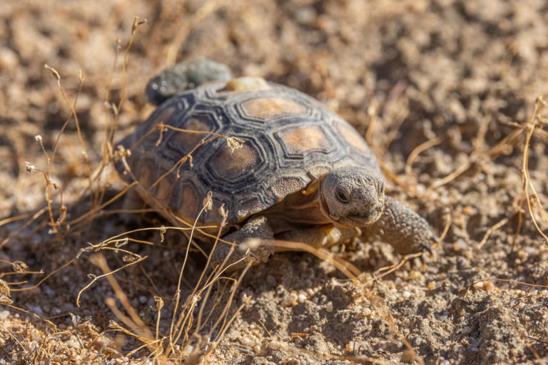 70 tortoises returned to wild by SD Zoo staff emerge from winter burrows