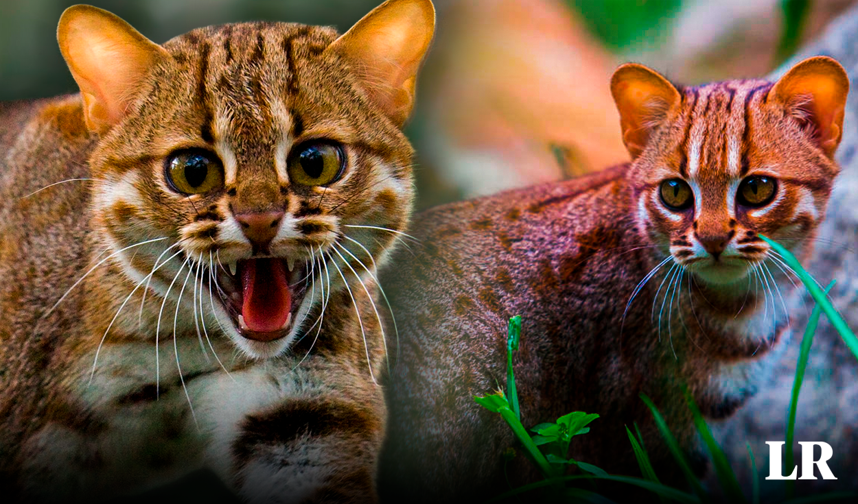 descubre al gato salvaje más pequeño del mundo: puede cazar presas de hasta 3 veces su tamaño