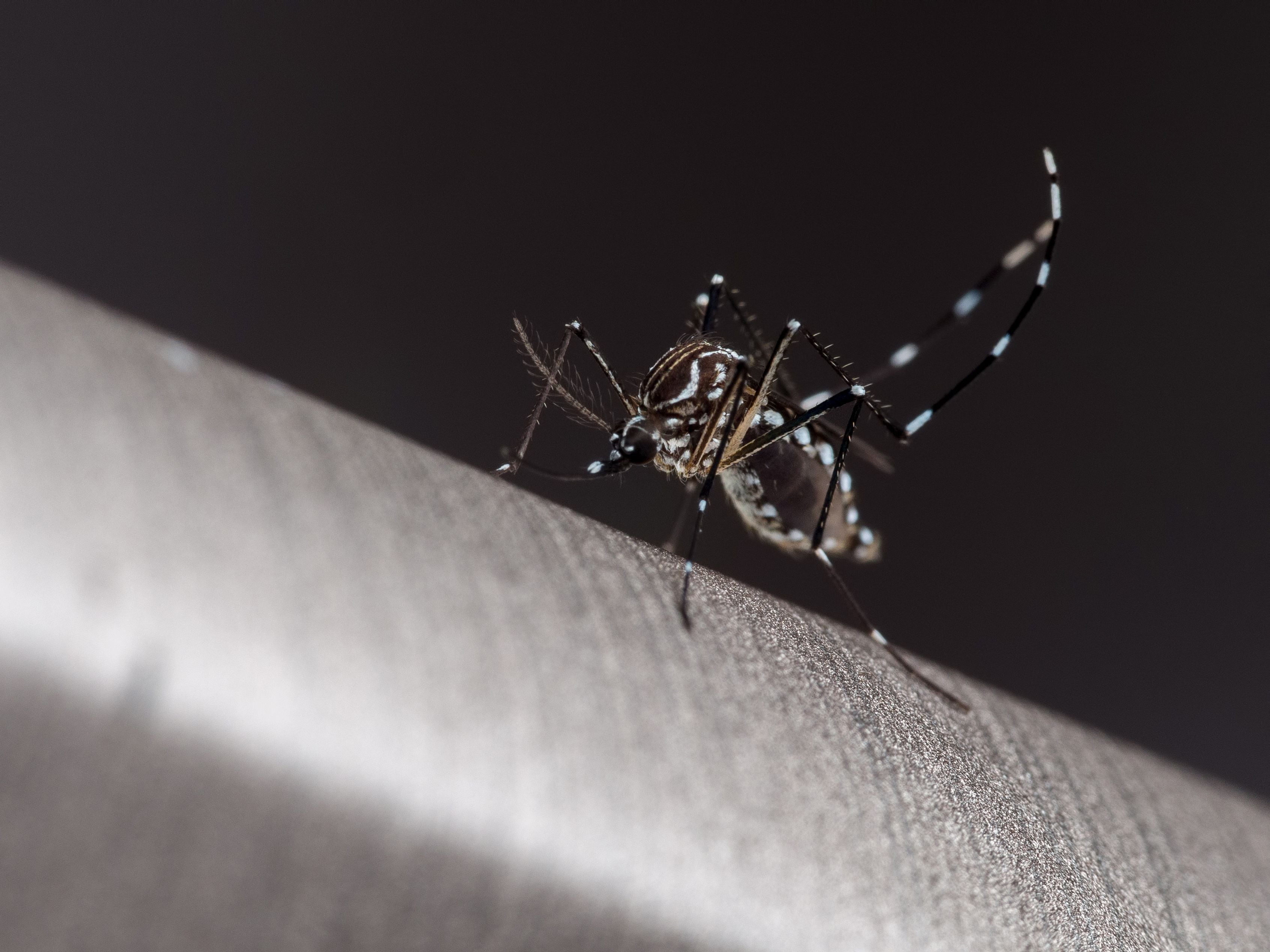chile suma 179 casos de dengue, la mayoría importados, pero descubre al mosquito transmisor en su zona central