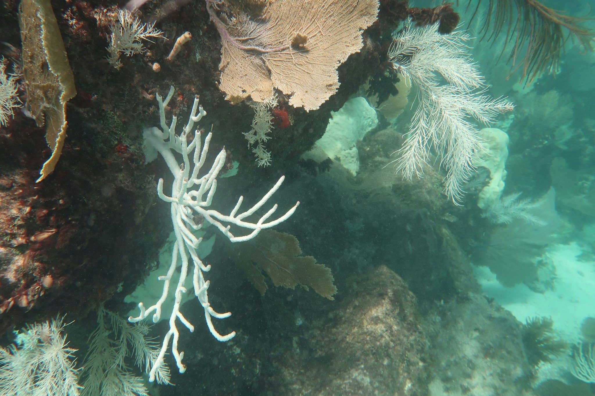 von australien bis florida: meere erleben weltweit massive korallenbleiche