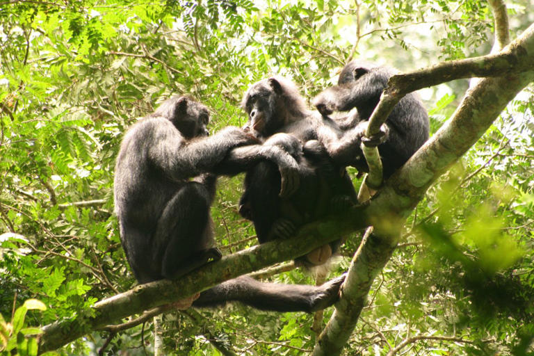 Male Bonobos, Close Human Relatives Long Thought to Be Peaceful, Are ...