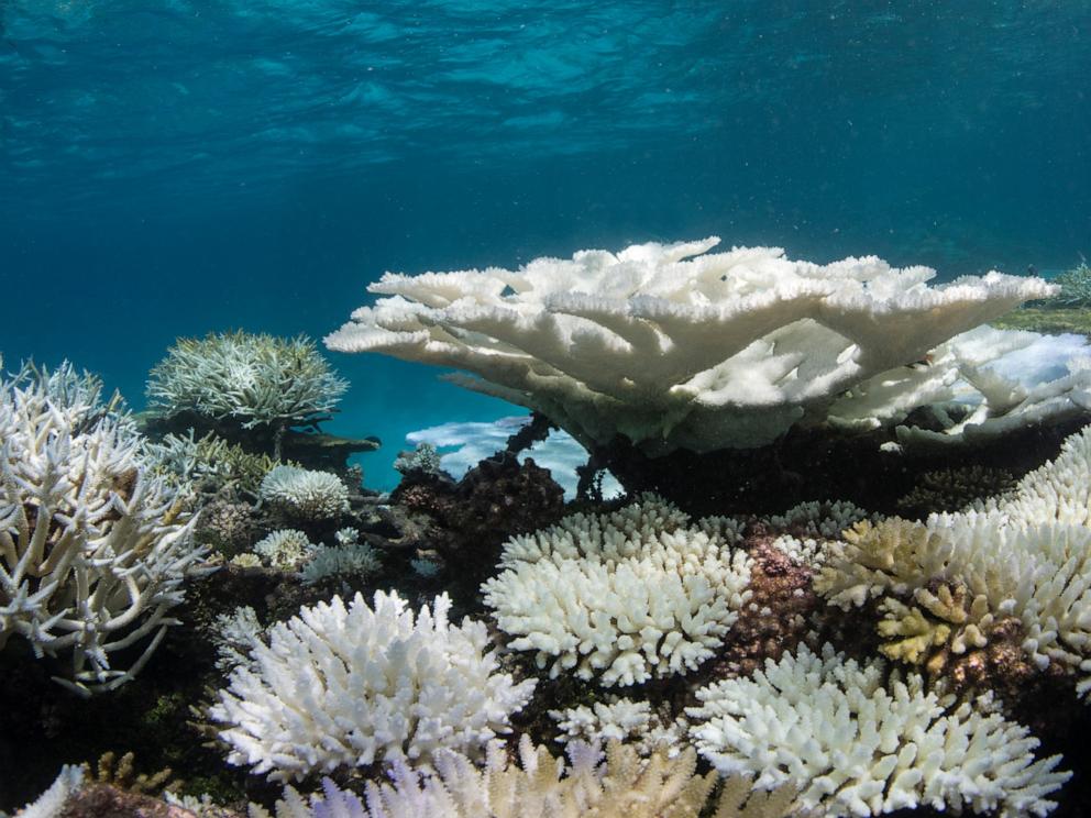 4th global coral reef bleaching event underway as oceans continue to warm: noaa