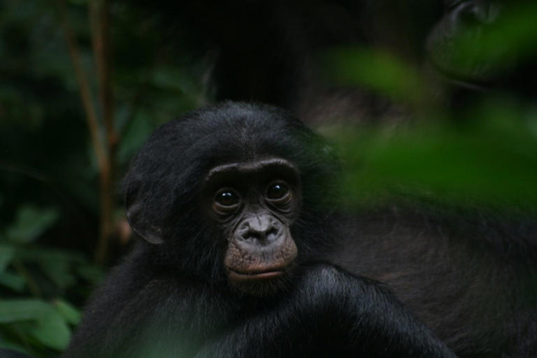 Male Bonobos, Close Human Relatives Long Thought to Be Peaceful, Are ...