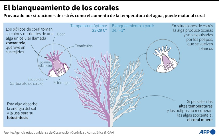 el mundo sufre un nuevo episodio masivo de blanqueamiento de corales