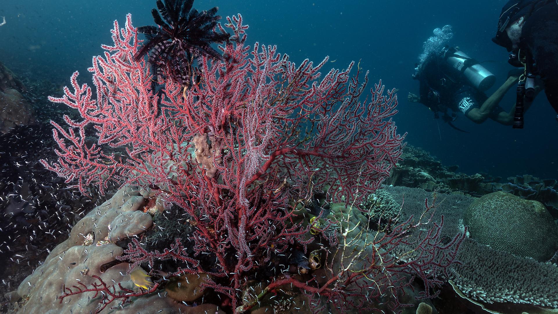 erneute welle von korallenbleiche breitet sich weltweit aus
