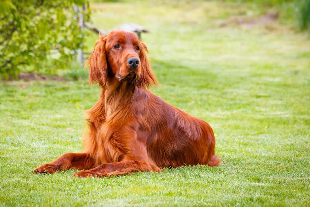 5 razas de perro pelirrojo que son preciosas, elegantes y con mucho porte