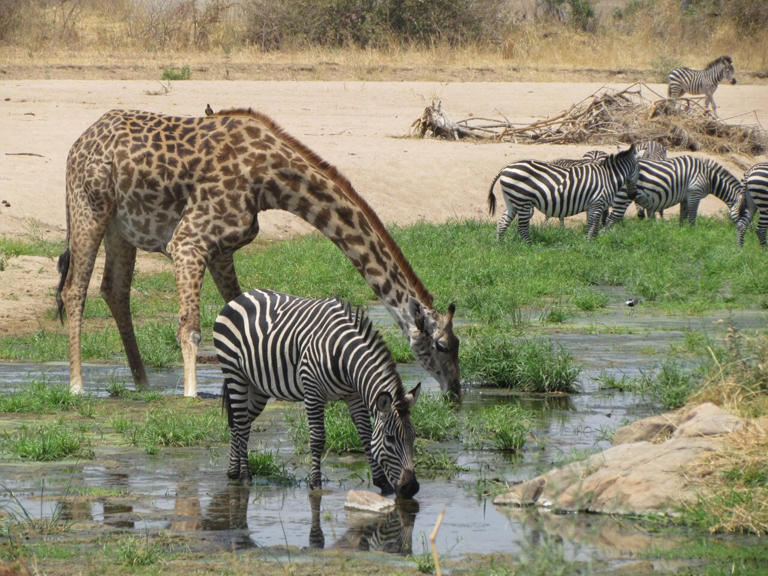 Zebras and giraffes in the Ruaha National Park in Tanzania. Credit: Claudia Schmied/Leibniz-IZW