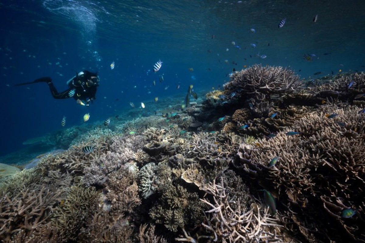 climat - le monde subit un nouvel épisode massif de blanchissement des coraux