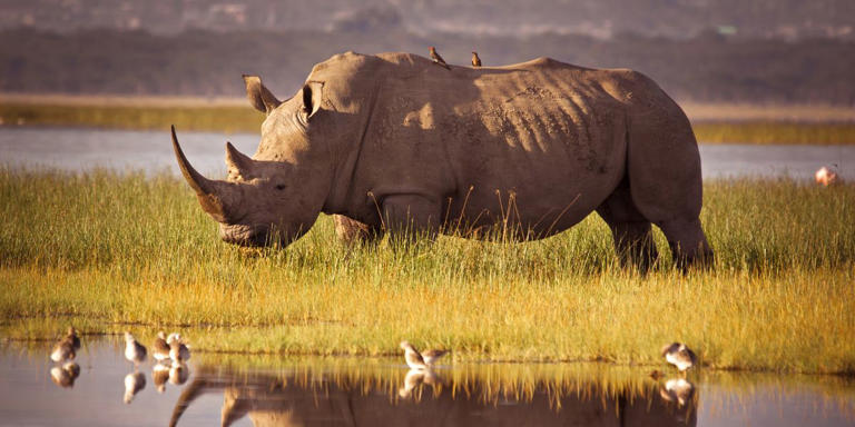 Scientists Are Trying to Resurrect the Northern White Rhino With Just ...