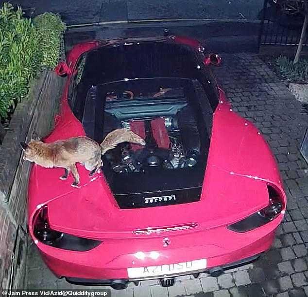 Footage Captures Fox Defecating On The Roof Of £200000 Ferrari 2674