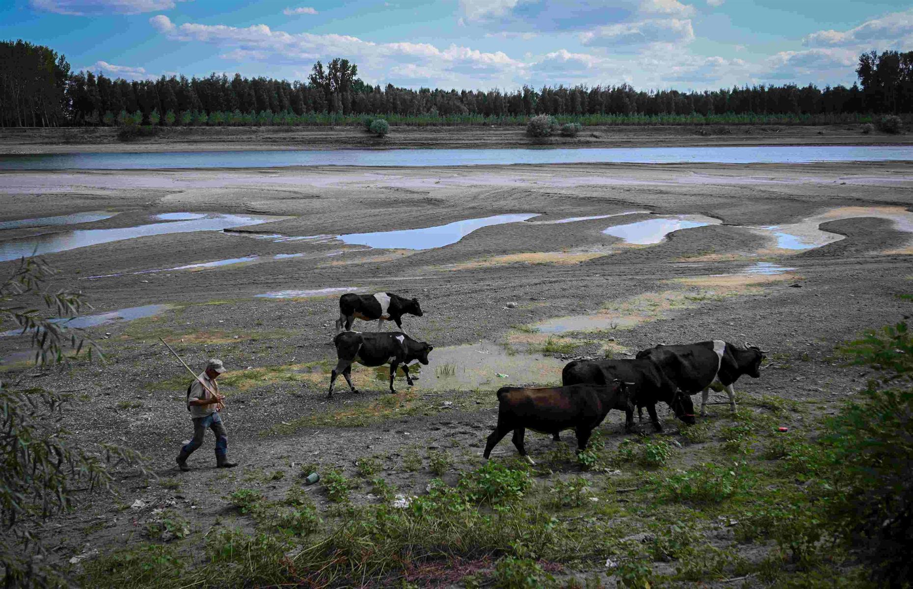 <p>In the summer of 2022, a five-month-long historic drought reduced many of Europe’s rivers to shadows of their usual selves, spiking record-breakingly low water levels. The Loire, Rhine, Po and Danube were among those worst affected, with the latter having to be dredged in parts of Serbia, Romania and Bulgaria to deepen its waters and ensure ships could safely navigate the passage. Flowing at less than half its typical summer volume, the state of the Danube was largely ascribed to the climate crisis. Here, a farmer walks his cattle across the river’s bare bed in Roseti, southern Romania, on 11 August 2022.</p>