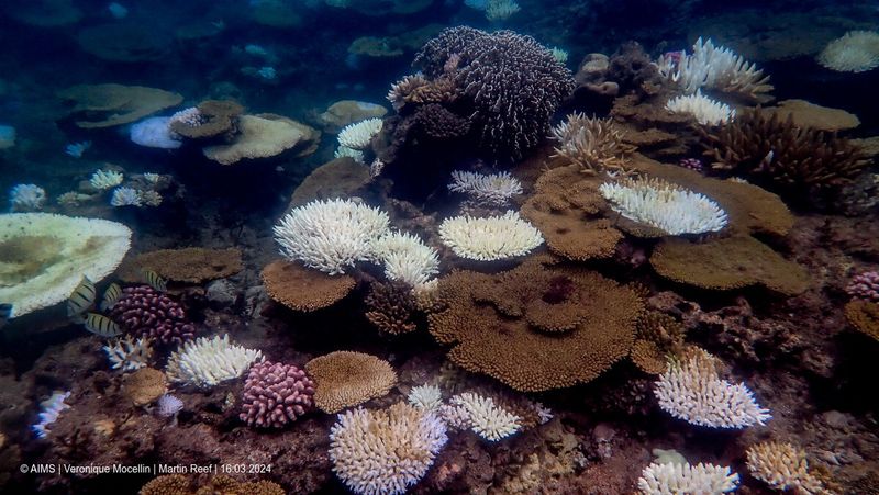 coral reefs suffer fourth global bleaching event, noaa says