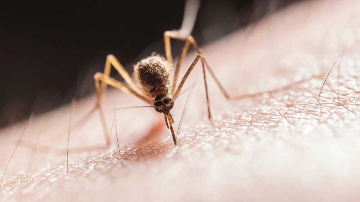 dengue en chile: ministerio de salud confirma 135 casos en nuestro país