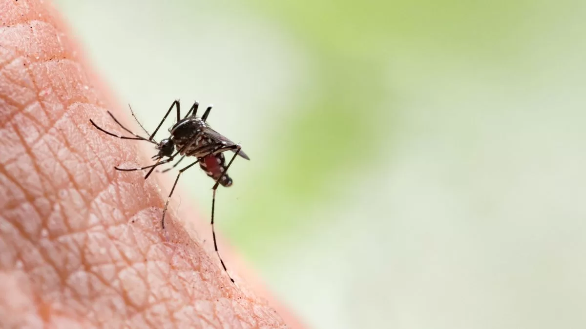 ministerio de salud confirma 135 casos de dengue pero ningún contagio dentro de chile