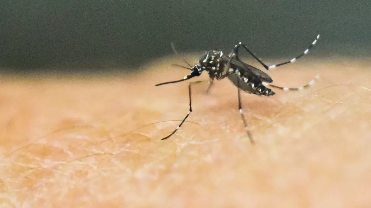 minsal informa que hay 135 casos de dengue en chile continental: todos son importados
