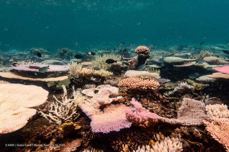 Coral reefs around the world experiencing mass bleaching, scientists say