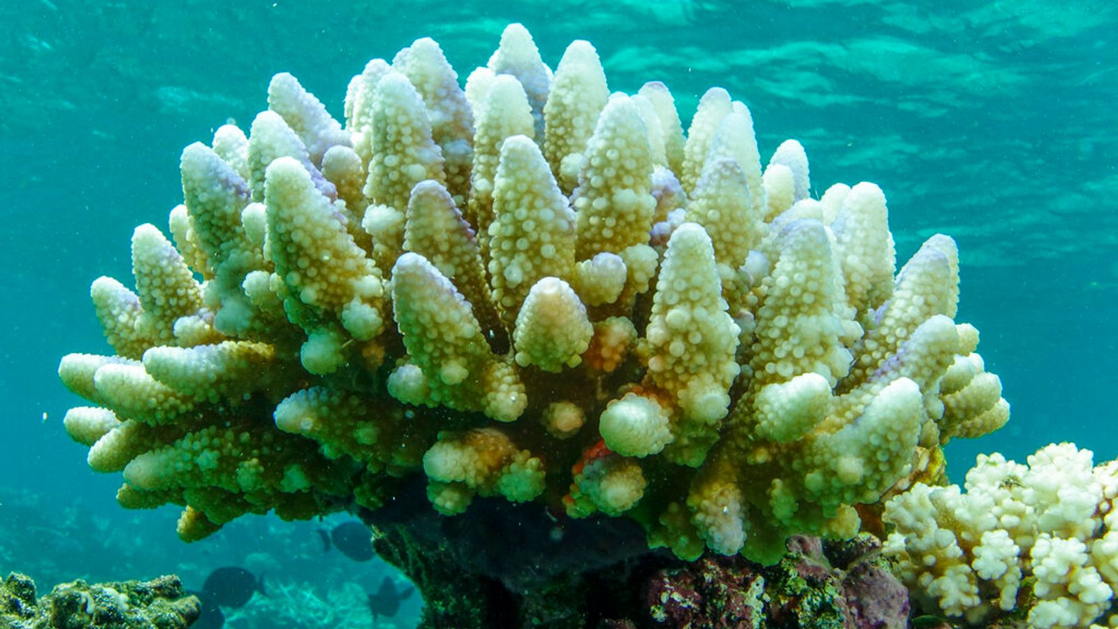 mass bleaching of coral reefs caused by climate change and warming oceans, scientists say