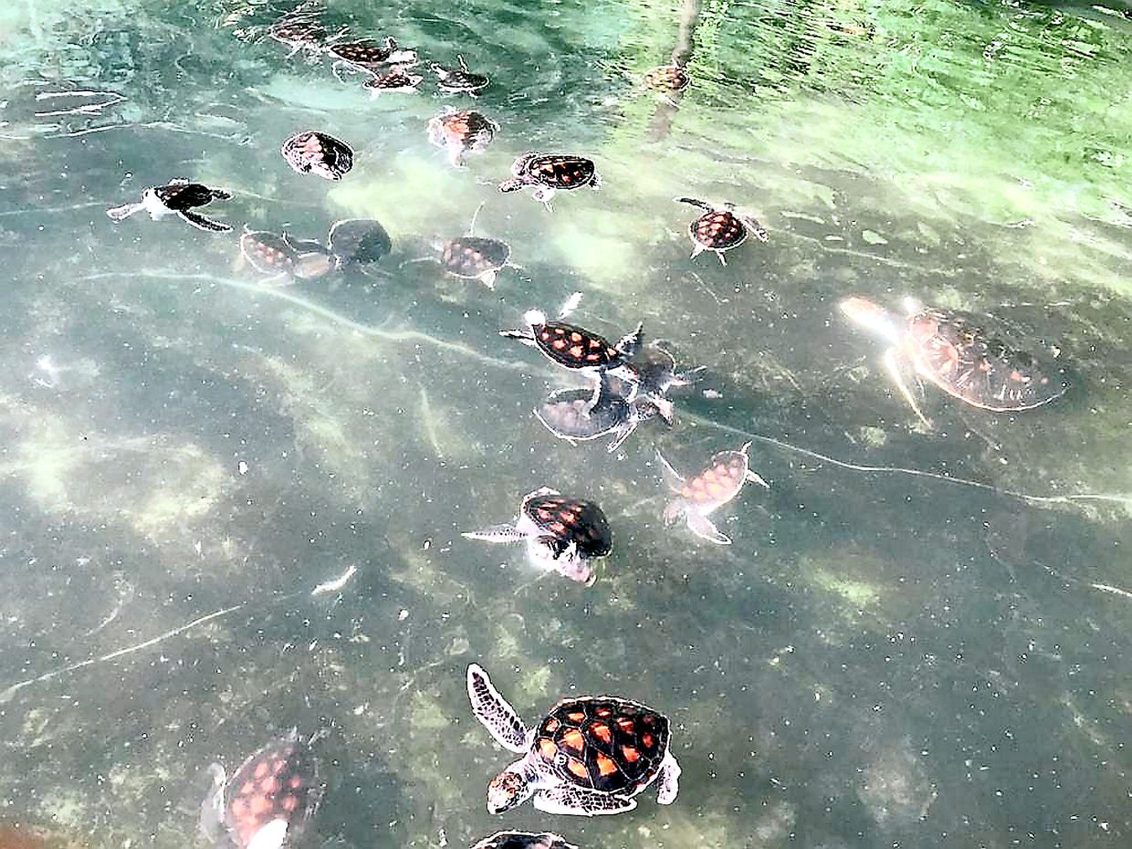 fears over turtle haven being left high and dry