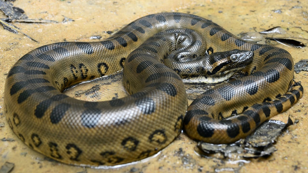 Meet America’s 10 Biggest Snakes: Giants of the Wild