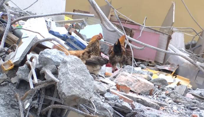 原本由天王星大樓9樓住戶飼養的10隻雞，強震受困頂樓，之後陸續獲救。（圖／翻攝畫面）