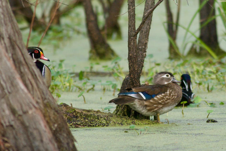 America's 'most endangered rivers' list: Sewage, toxic algae ...