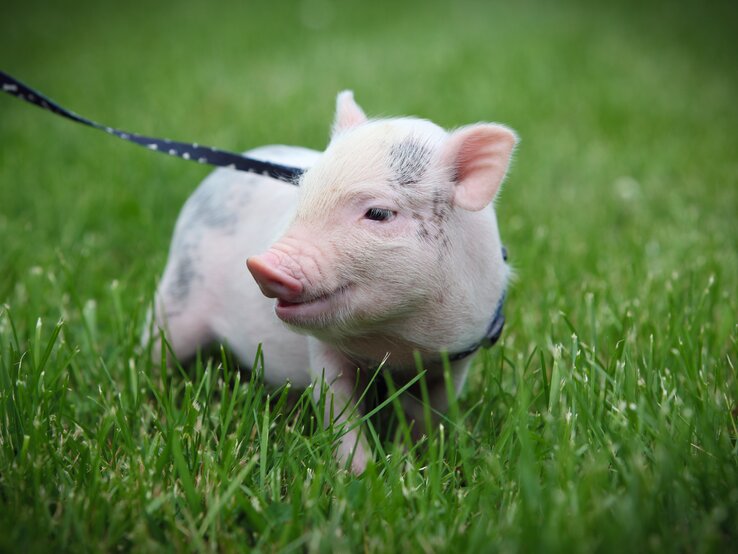 minischwein als haustier: tipps für artgerechte haltung
