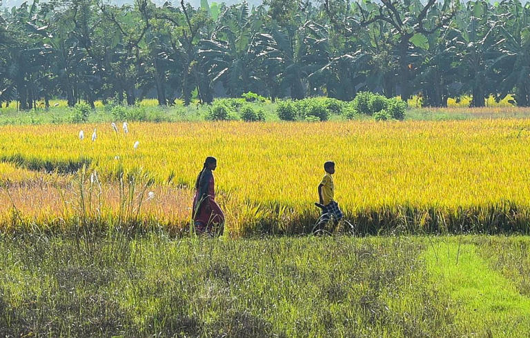 Odisha: Rabi paddy procurement in Bargarh from May 10