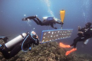 divers in batangas create nurseries for rescued coral