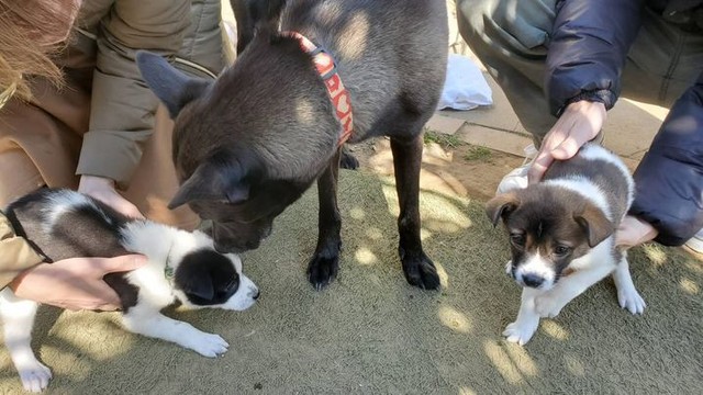 香川の山中で発見されて…出会った2匹の犬、最初はビクビク 飼い主「どんな子でもいい、家族の幸福度は格段にアップ」