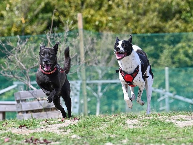 香川の山中で発見されて…出会った2匹の犬、最初はビクビク 飼い主「どんな子でもいい、家族の幸福度は格段にアップ」