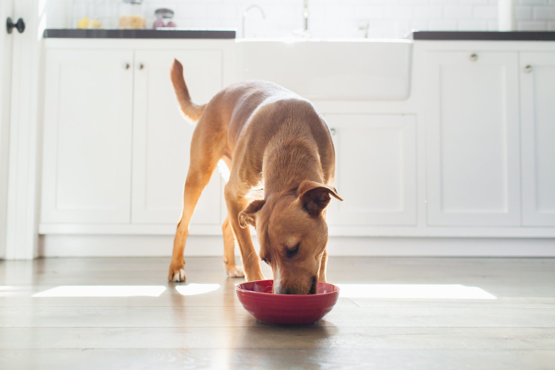 <p>A happy dog has a good appetite and will eagerly chow down at mealtime. "Like us, dogs feel better and are less grouchy when their belly is full," says Bekoff. A reduced appetite or <a href="https://www.rd.com/article/dog-not-eating/" rel="noopener noreferrer">refusal to eat</a> could signal a physical or emotional health issue that warrants attention.</p> <p>As with many other dog behaviors, every dog has their own eating habits and appetite. For example, some dogs may knock you over to get to their food bowl, while other dogs may graze on a few bits of kibble when the mood strikes. Although eating well can indicate a happy dog, it is not a surefire sign of happiness.</p>