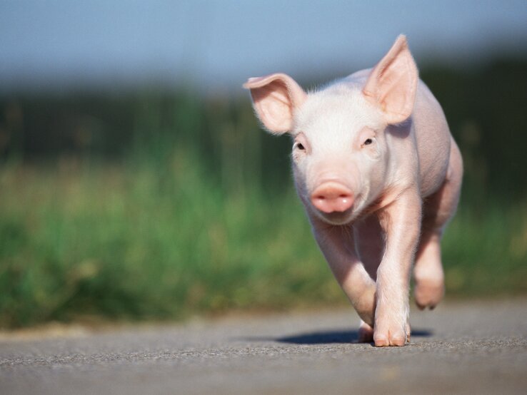 minischwein als haustier: tipps für artgerechte haltung