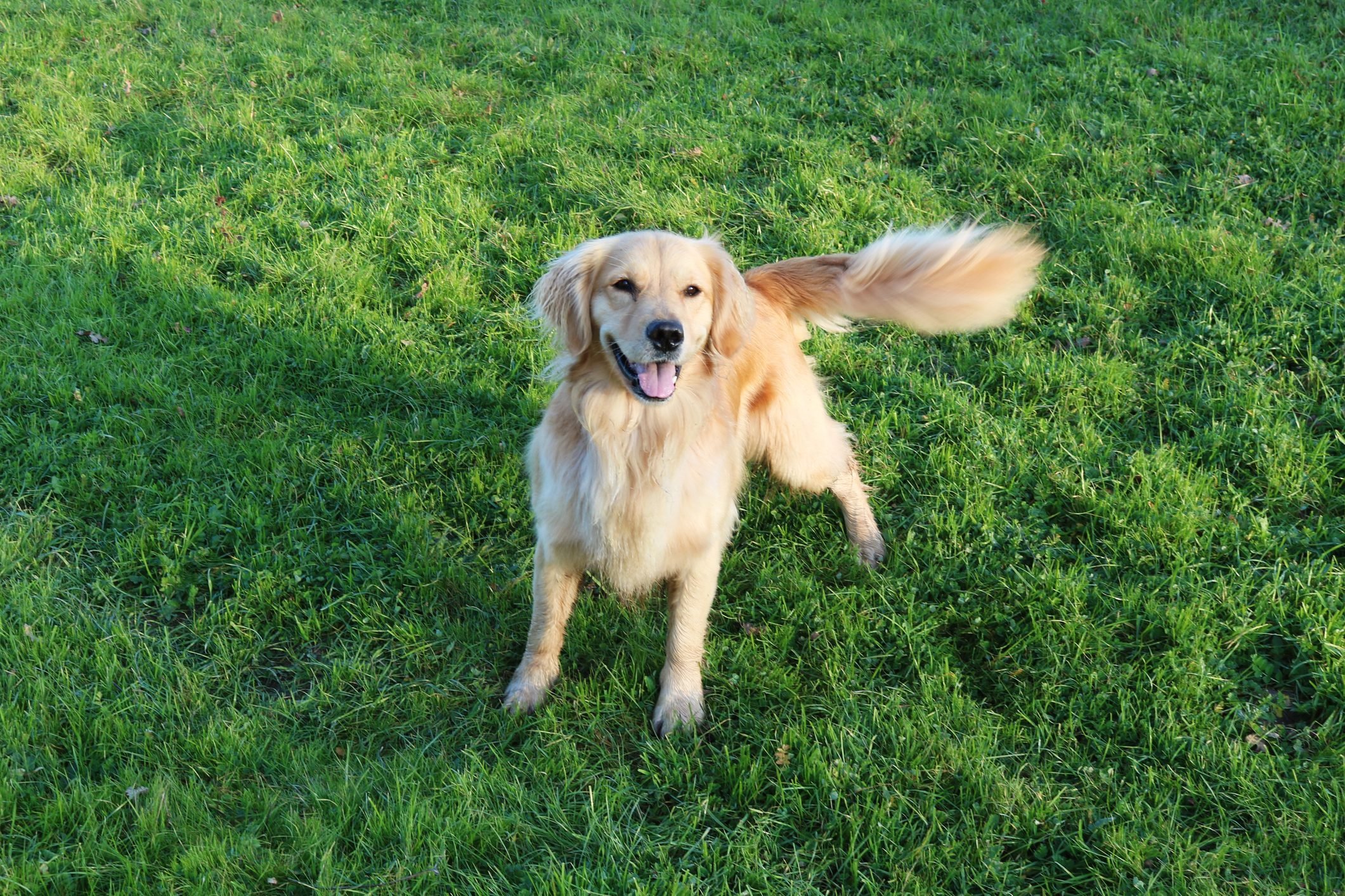 <p>How do you know if your dog is happy? Check the tail. A gentle, loose <a href="https://www.rd.com/list/secrets-dogs-tail-trying-to-tell-you/" rel="noopener noreferrer">tail wag</a> can indicate happiness in a dog. Dogs that are feeling happy may wag their tail slowly and widely from side to side, with their tail in a neutral position or slightly raised. In contrast, a dog that's feeling aggressive will wag their tail quickly, with their tail arched over their back. An anxious dog will wag their tail to the left.</p> <p>But just make sure to observe your dog's tail wag in context with other emotional cues, such as posture, gait and facial expression. "Using a wagging tail as a sole indicator of a dog's emotional state can be tricky," cautions Bekoff. For example, if your dog's tail wag suggests aggression and your dog is baring their teeth, your dog is feeling aggressive rather than happy. On the other hand, if your dog has a loose, gentle and slow tail wag and has a happy-looking facial expression (soft gaze, relaxed mouth), your dog is probably feeling pretty happy. Looking at these cues together "is a more reliable indicator of what a dog is feeling," he says.</p>