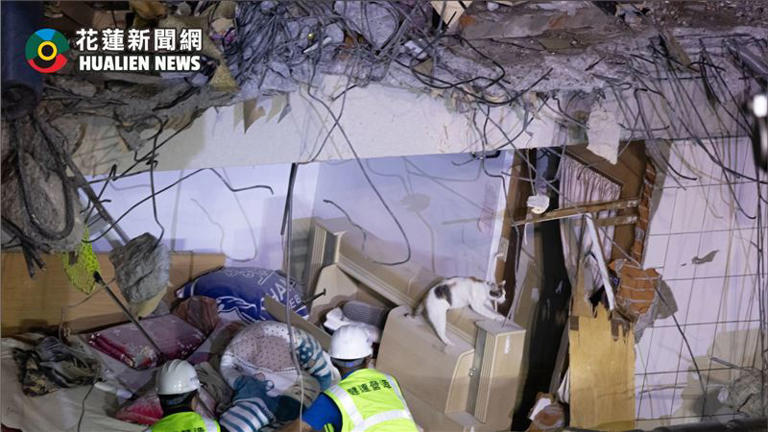工程人員涉險進入天王星大樓，持捕撈網要捕捉受困的「花花」。（圖／翻攝自花蓮新聞網臉書）
