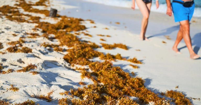 Worried about Cancun seaweed season? Discover the best beaches free of seaweed in Cancun, and get tips on how to avoid sargassum seaweed.