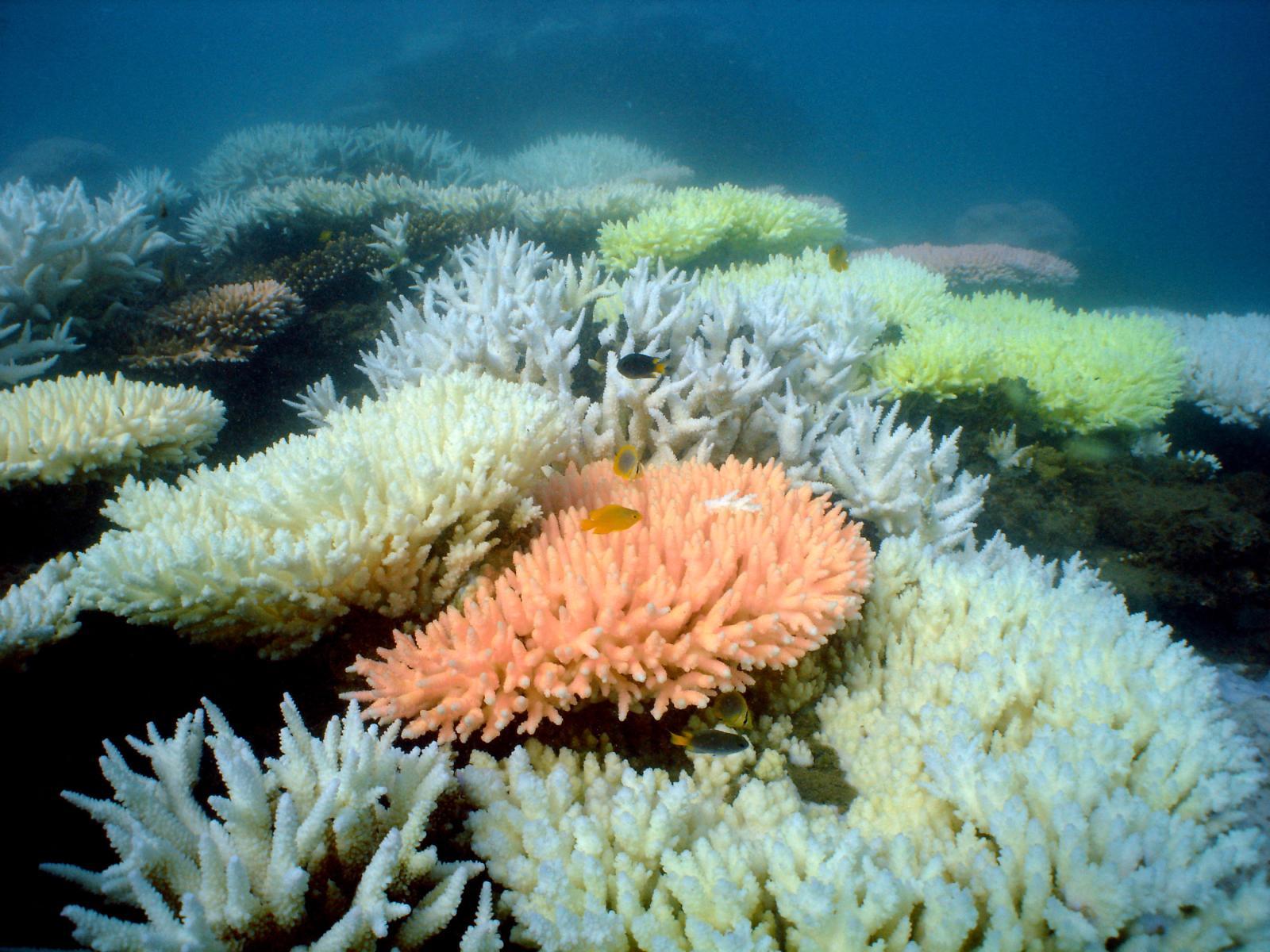 โลกเผชิญสภาวะ “ปะการังฟอกขาวครั้งใหญ่” รอบที่ 4